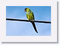 Black-hooded Parakeets are often found on Anclote Road